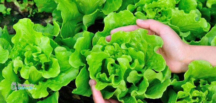 Zelena salata u zdravoj ishrani