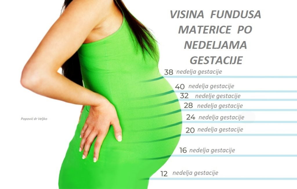 Kako beba raste u maminom stomaku do 40 nedelja trudnoće