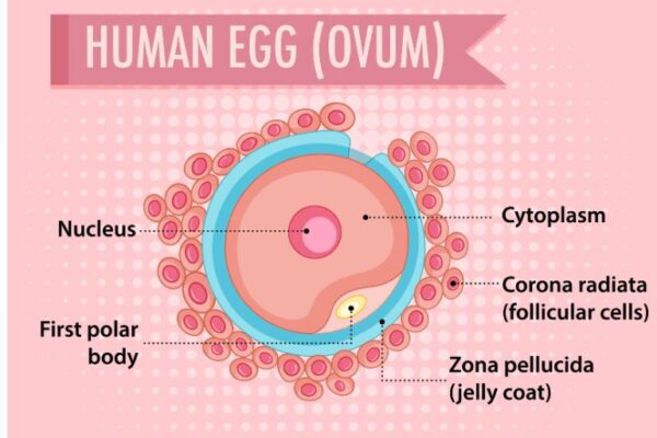 Kvalitet jajnih ćelija