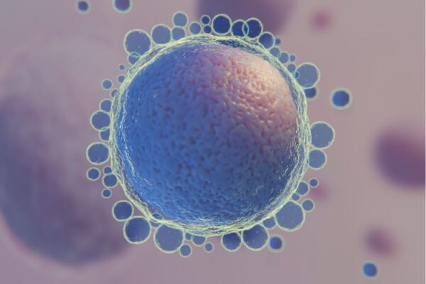 Kvalitet jajnih ćelija