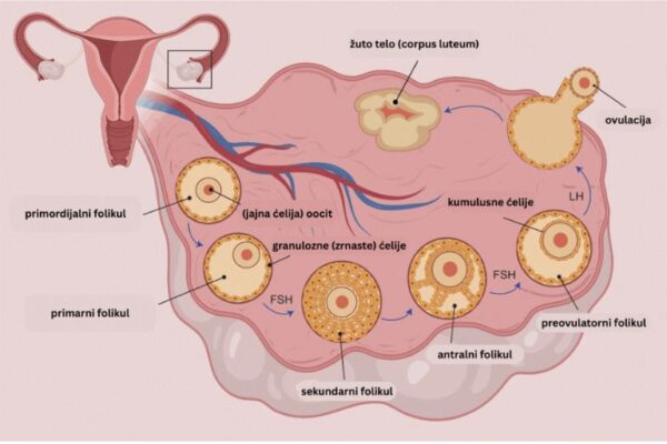 Kvalitet jajnih ćelija